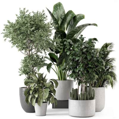 现代植物盆栽组合
